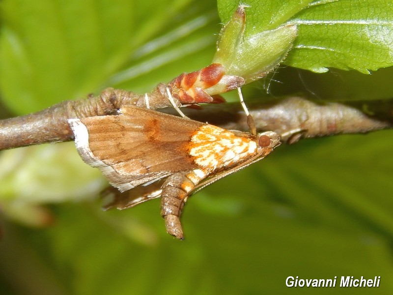 Agrotera nemoralis Crambidae